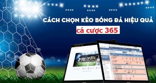 cach bat keo ca cuoc 365 hinh anh 1